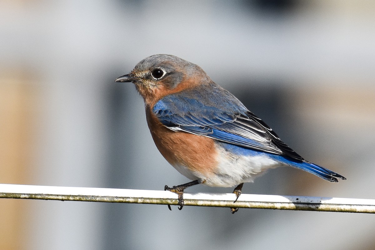 Eastern Bluebird (Eastern) - ML627242635