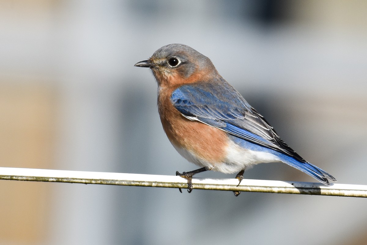 Eastern Bluebird (Eastern) - ML627242636