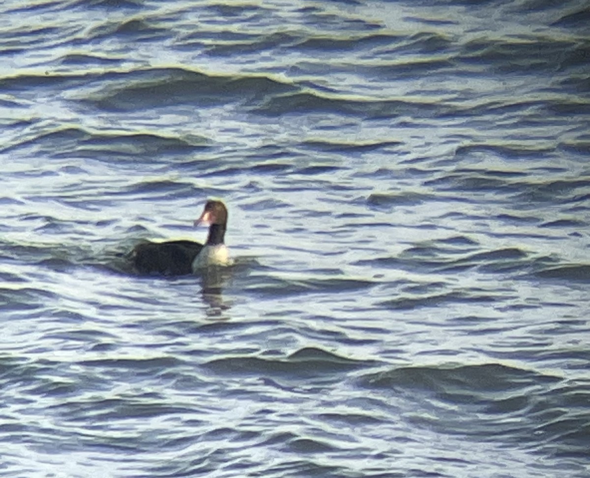 King Eider - ML627242669