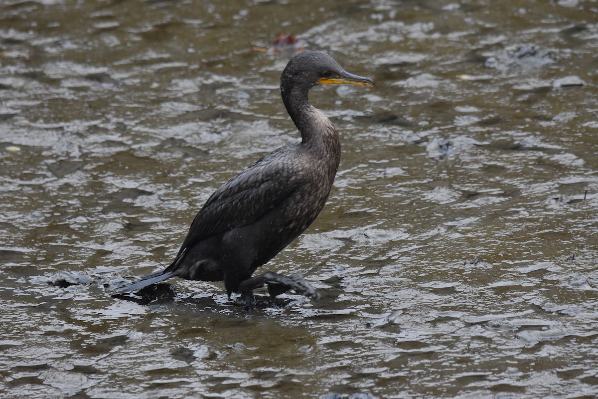 Double-crested Cormorant - ML627242743