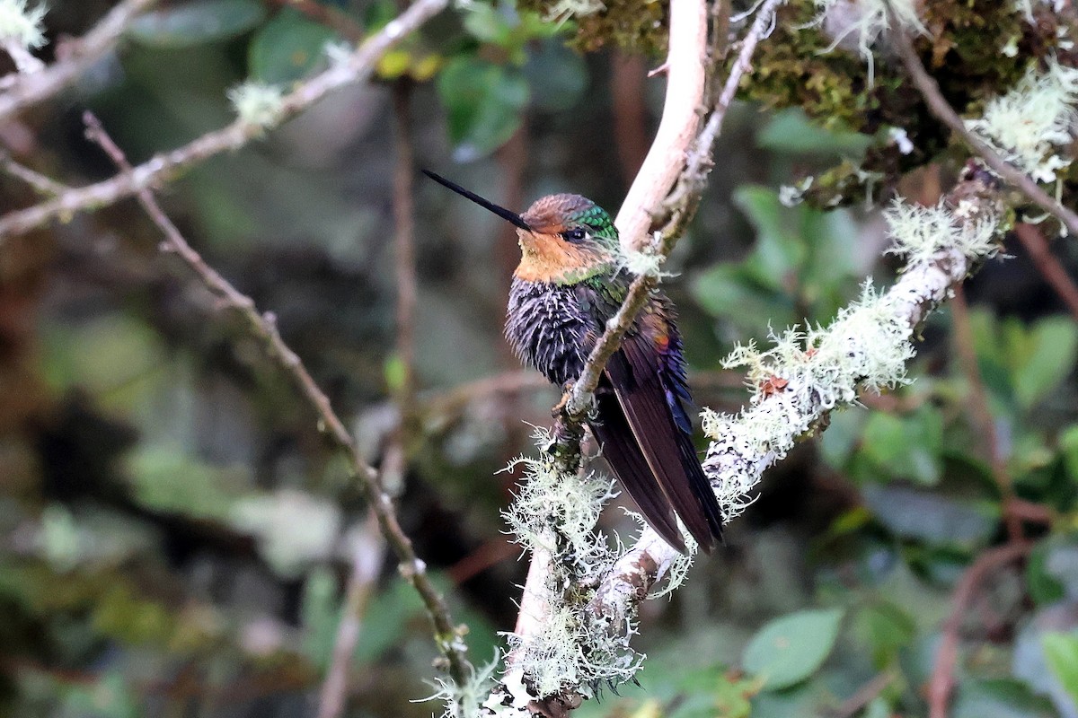 Blue-throated Starfrontlet - ML627242850