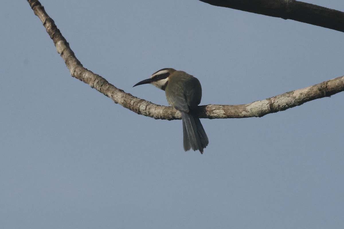 White-throated Bee-eater - ML627243365