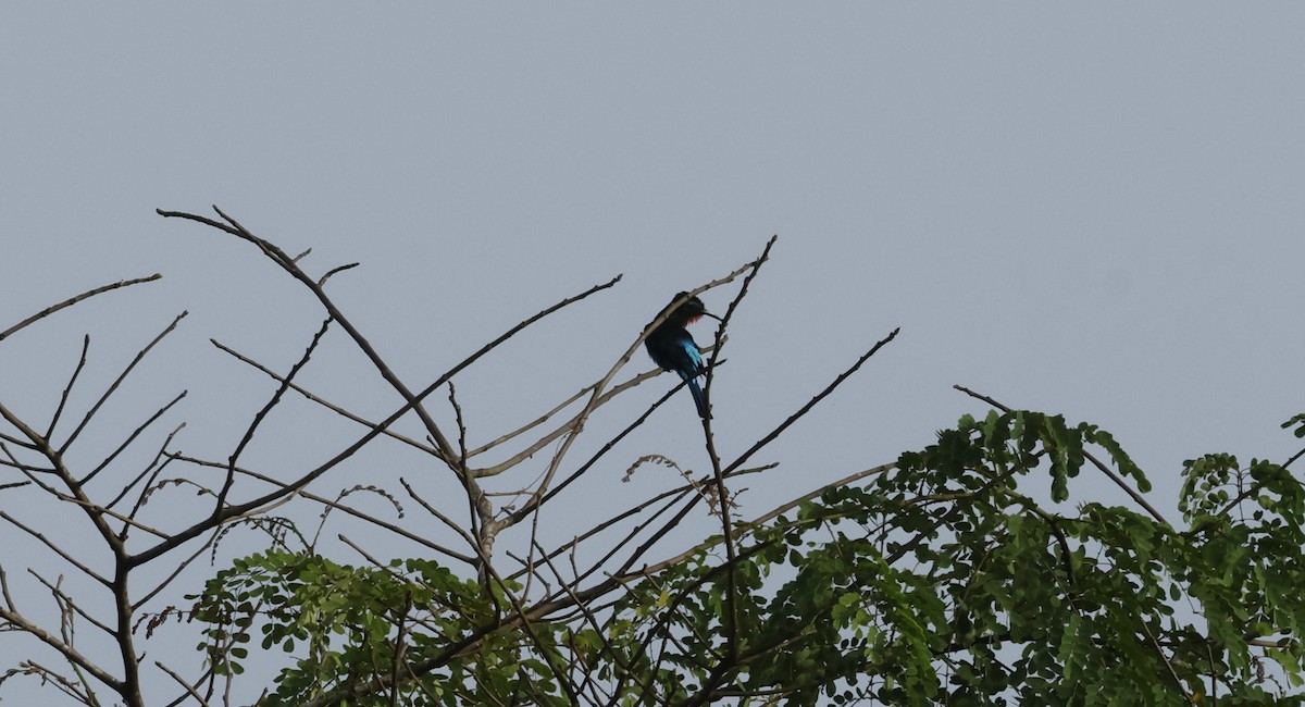 Black Bee-eater - ML627243395