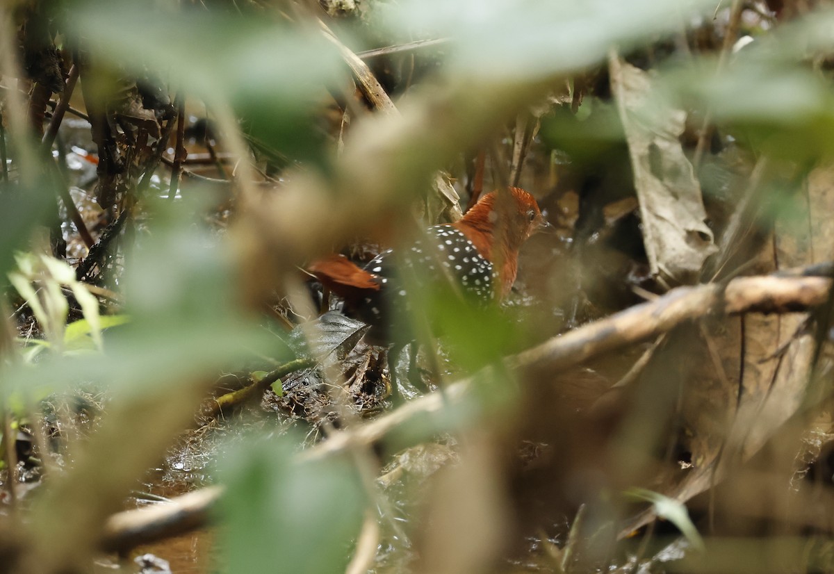 White-spotted Flufftail - ML627243448