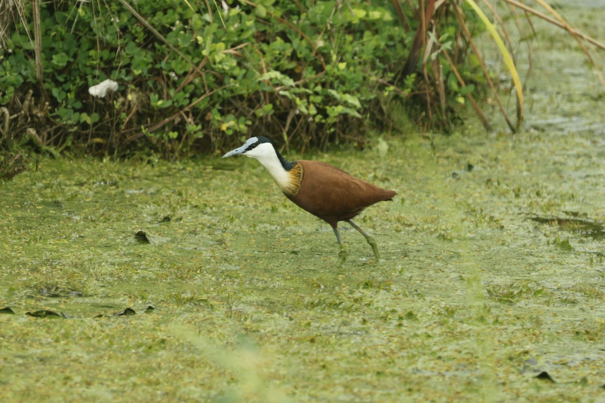 African Jacana - ML627243511