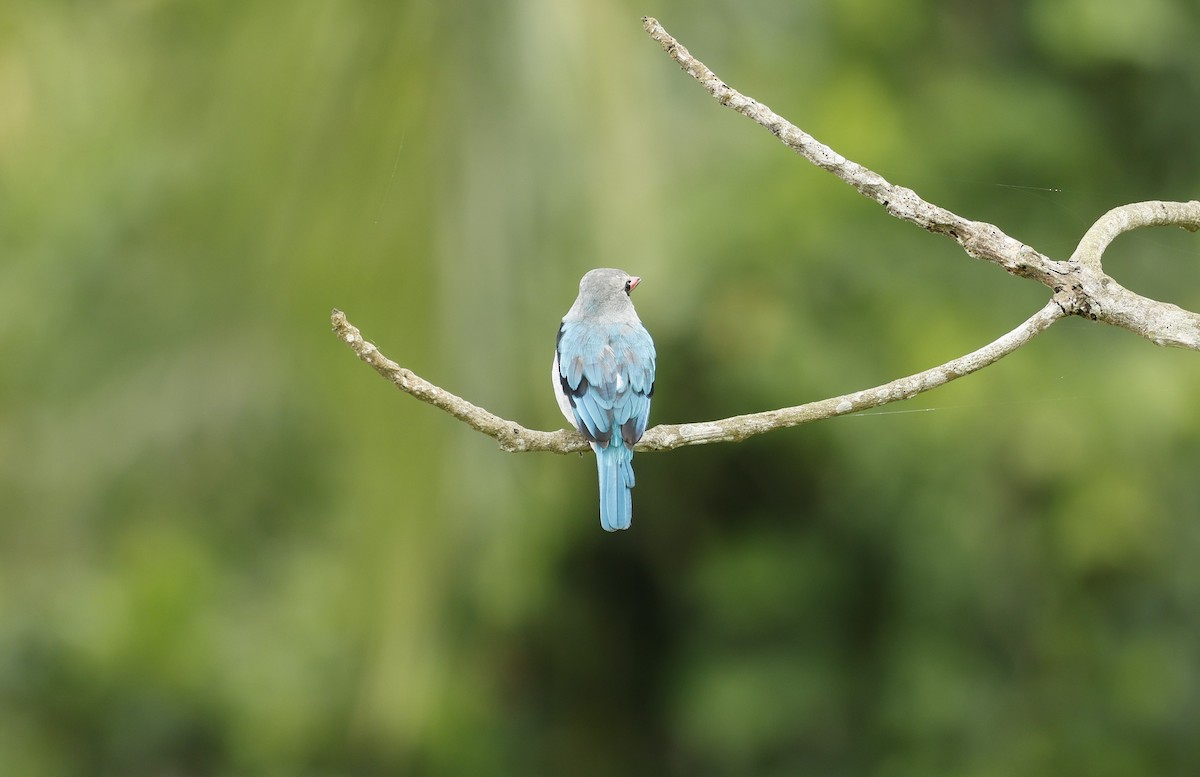 Woodland Kingfisher - ML627243534