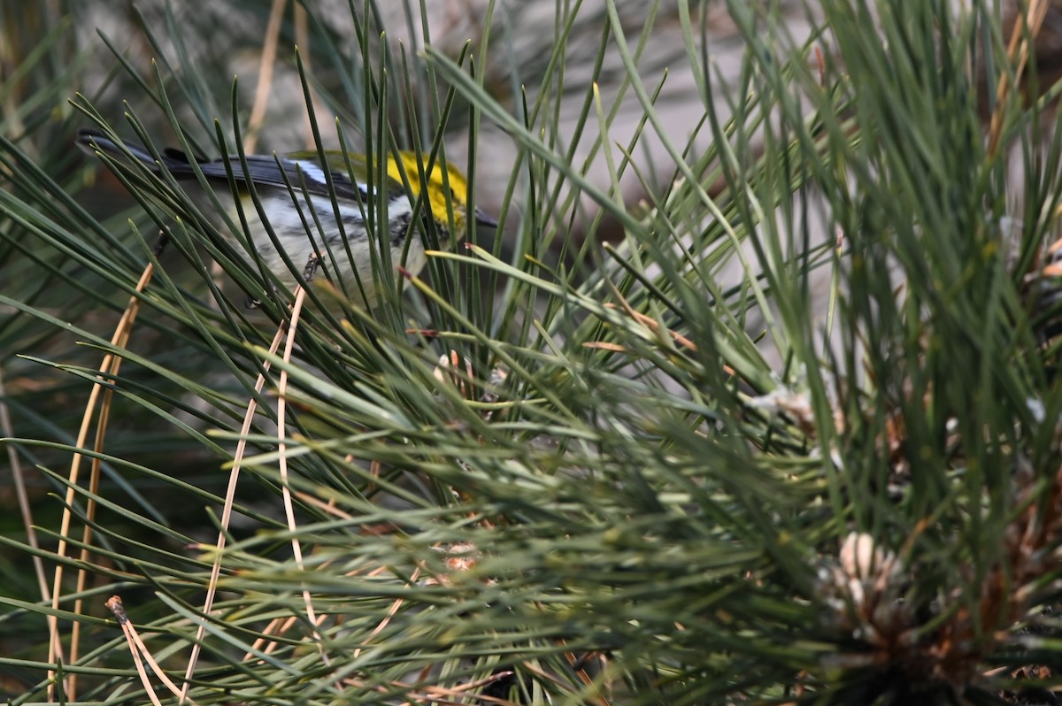 Black-throated Green Warbler - ML627243811