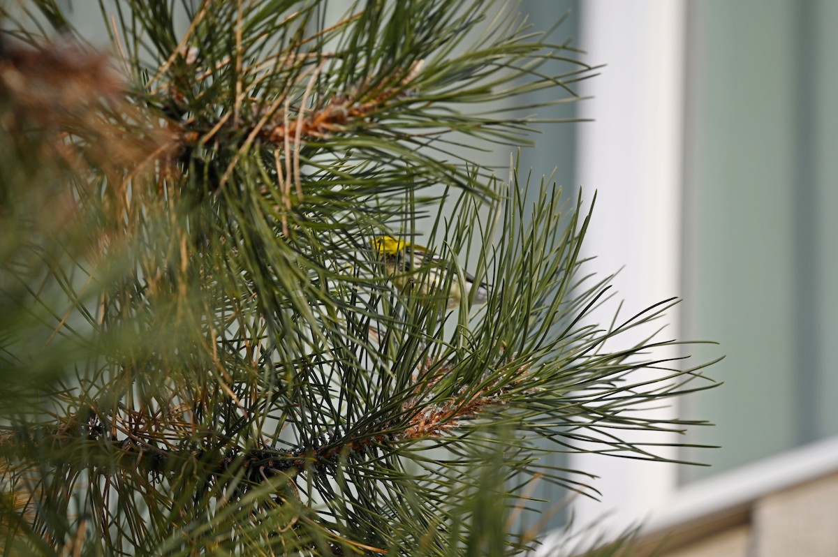 Black-throated Green Warbler - ML627243812