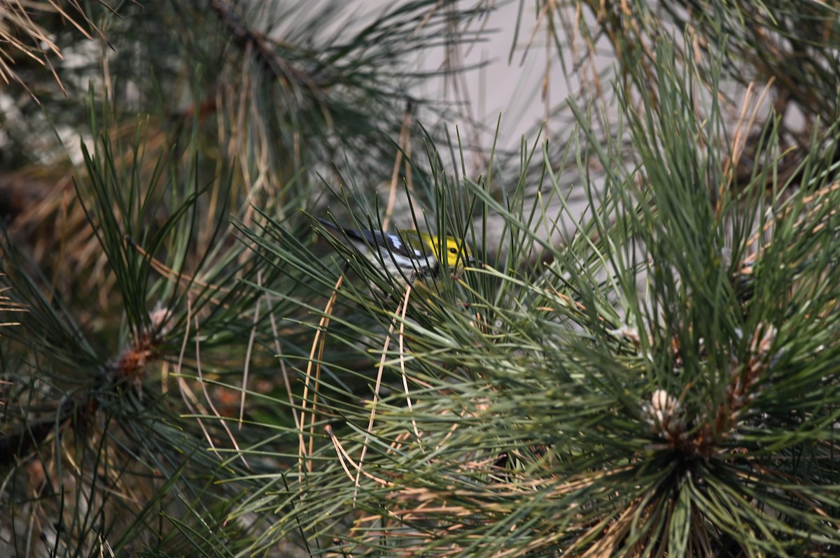 Black-throated Green Warbler - ML627243813