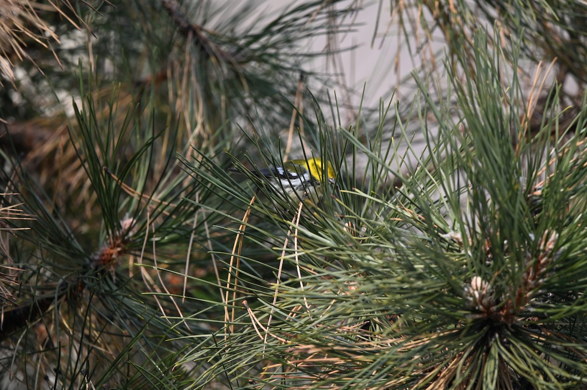 Black-throated Green Warbler - ML627243814