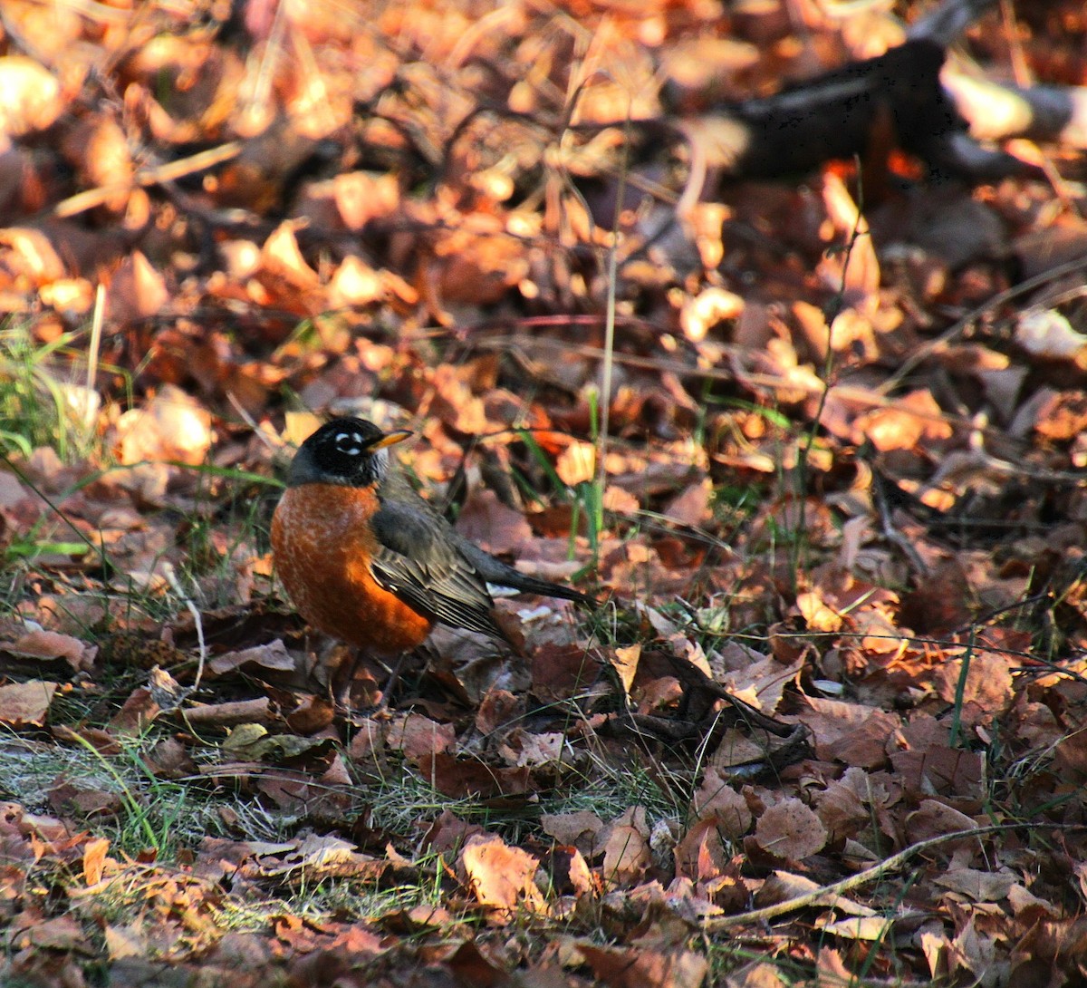 American Robin - ML627244045