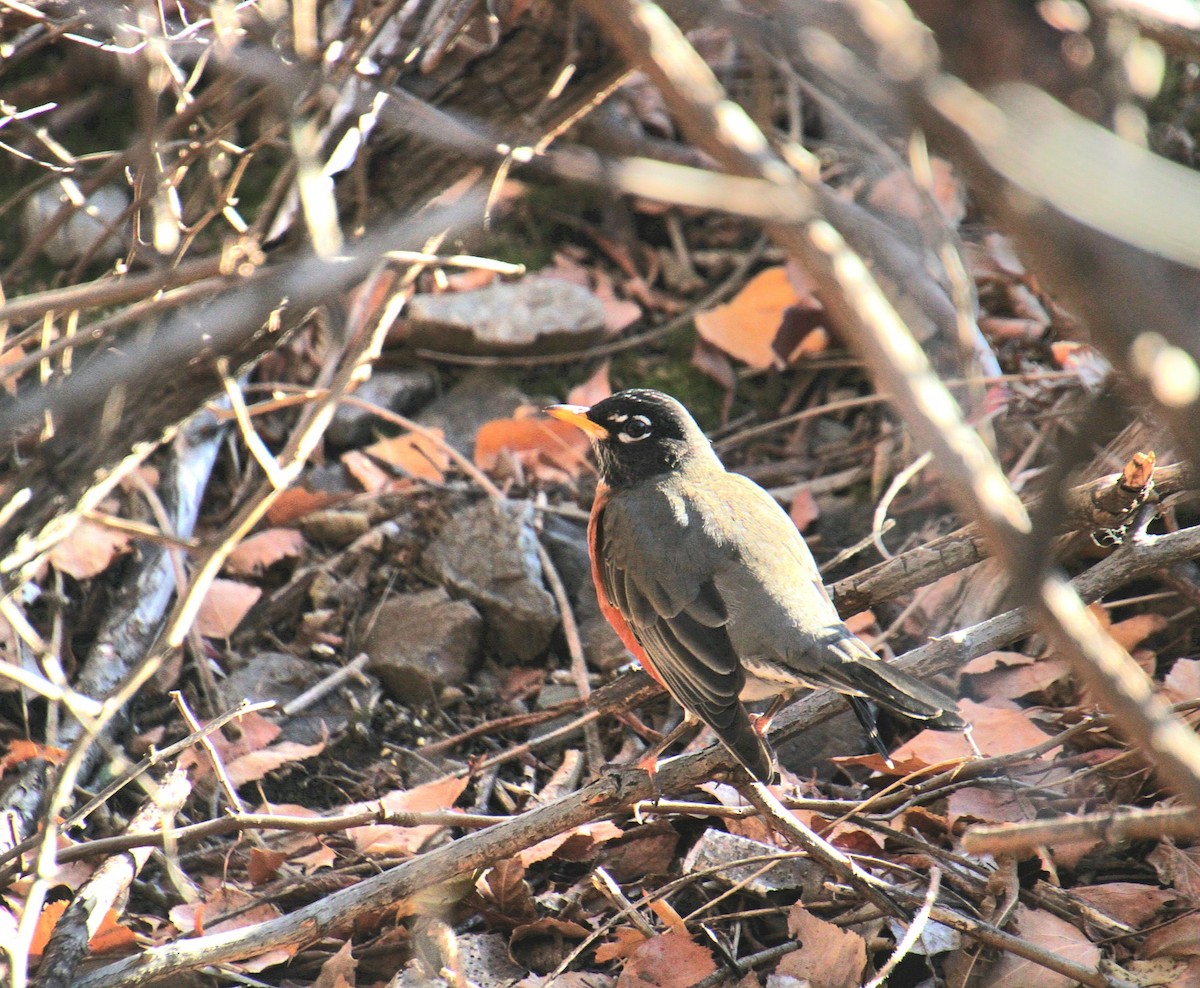 American Robin - ML627244046