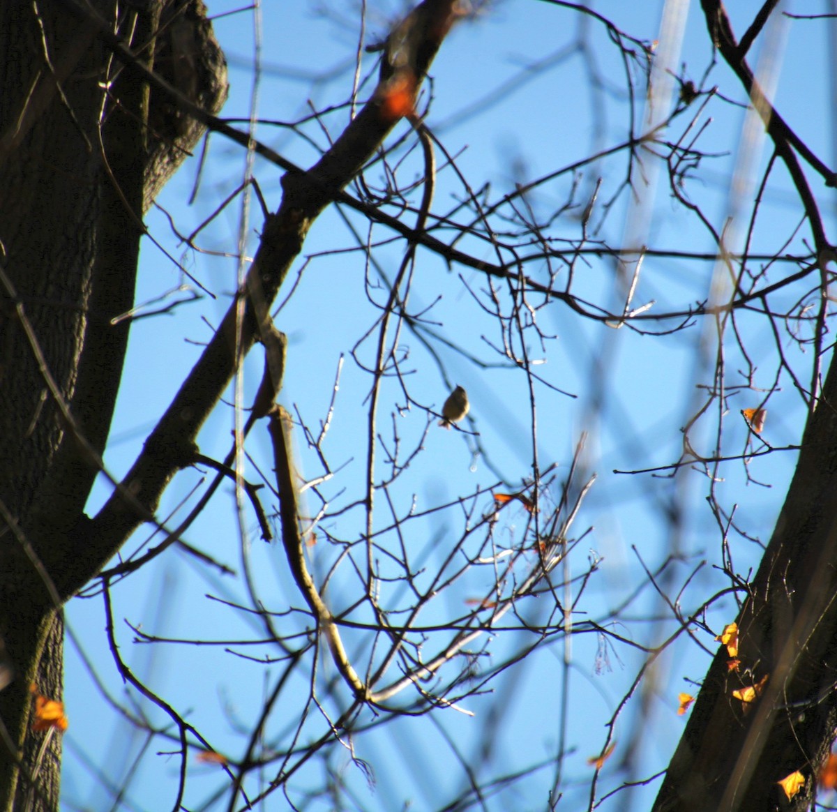Golden-crowned Kinglet - ML627244420
