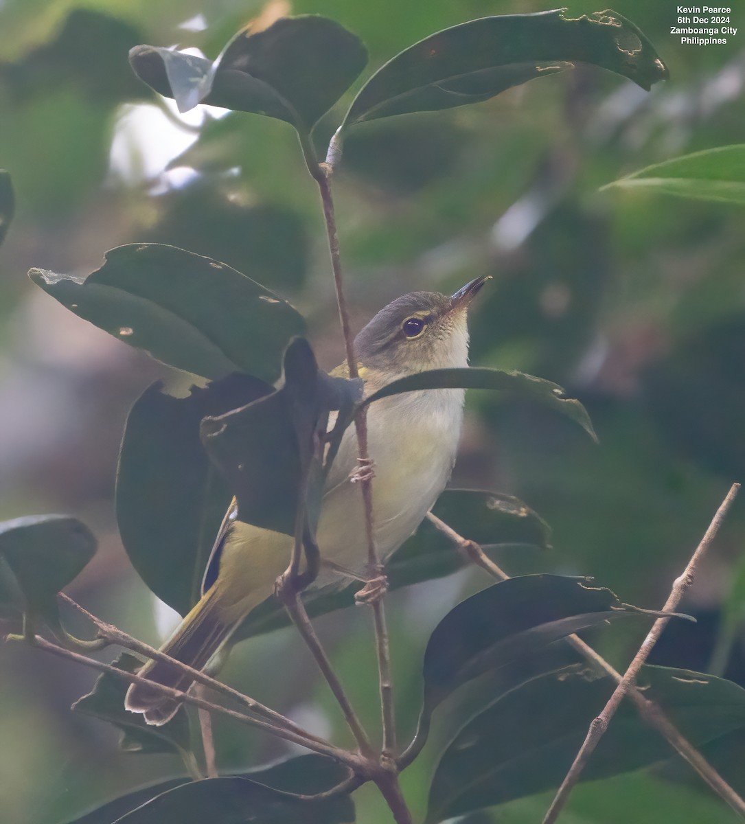 Philippine Leaf Warbler - ML627244493