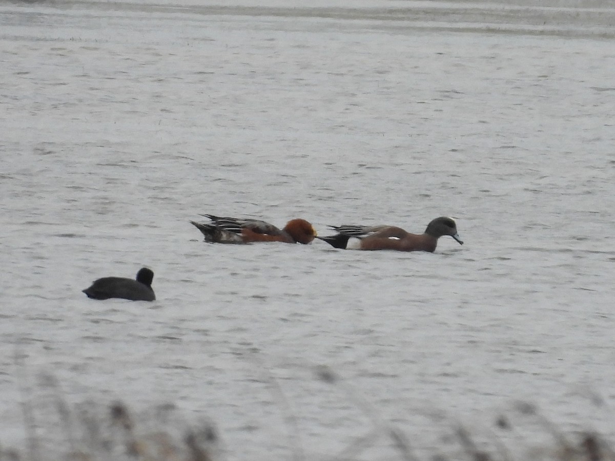 Eurasian Wigeon - ML627244535