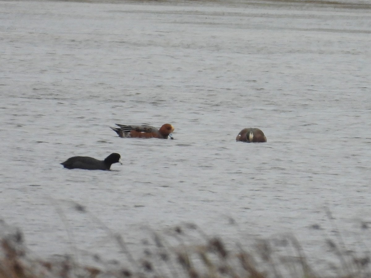 Eurasian Wigeon - ML627244536