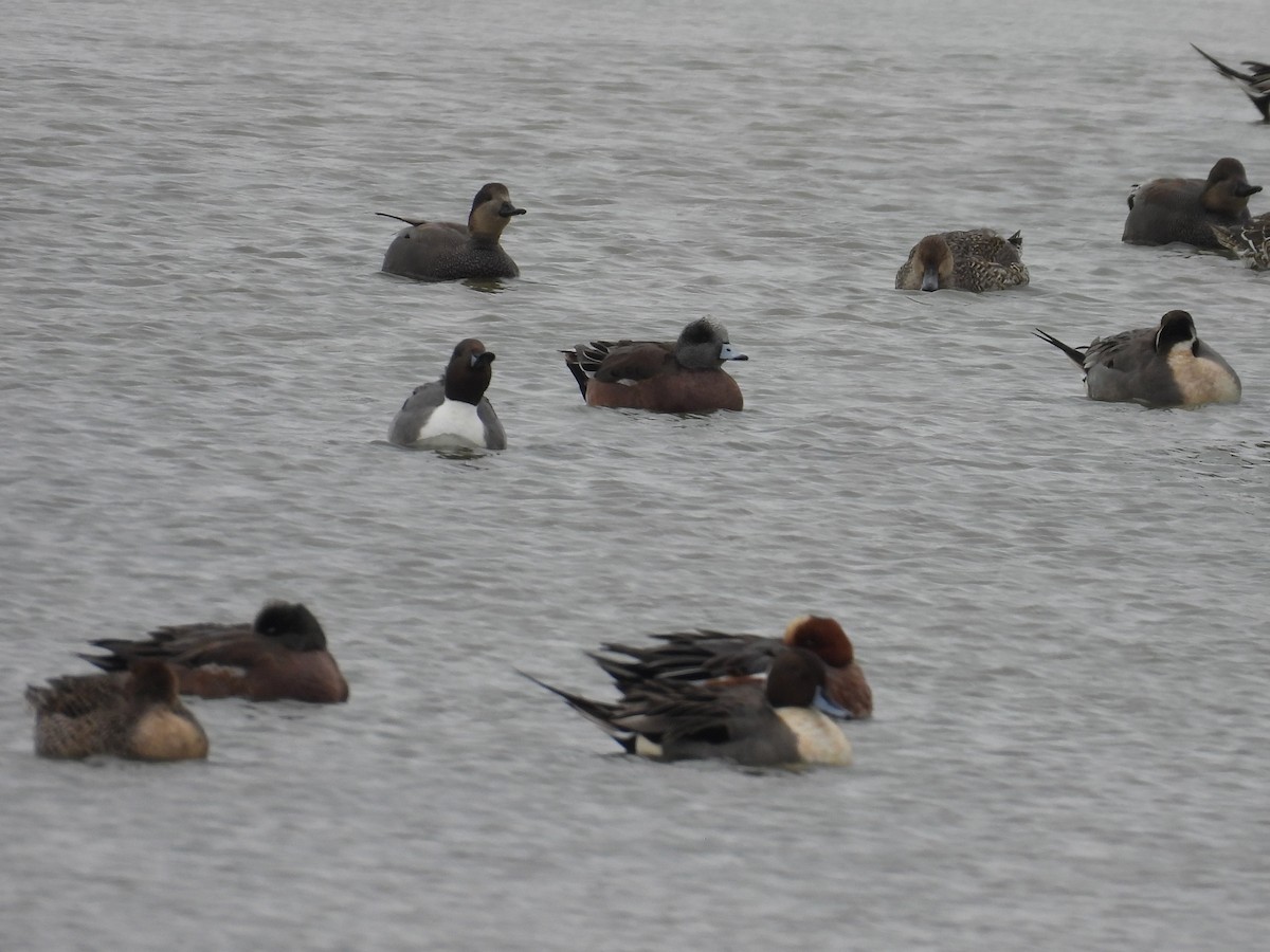 Eurasian Wigeon - ML627244707