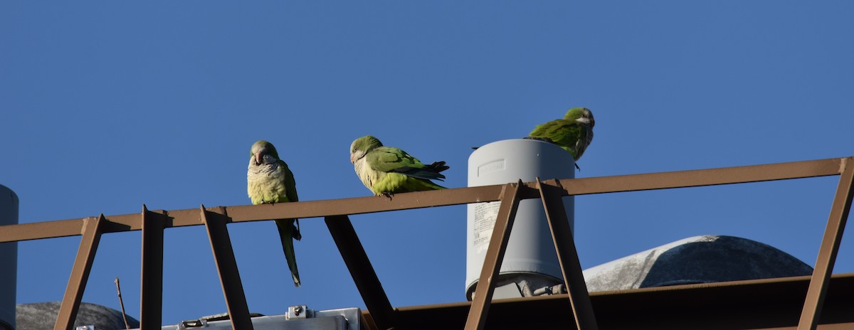 Monk Parakeet - ML627245124