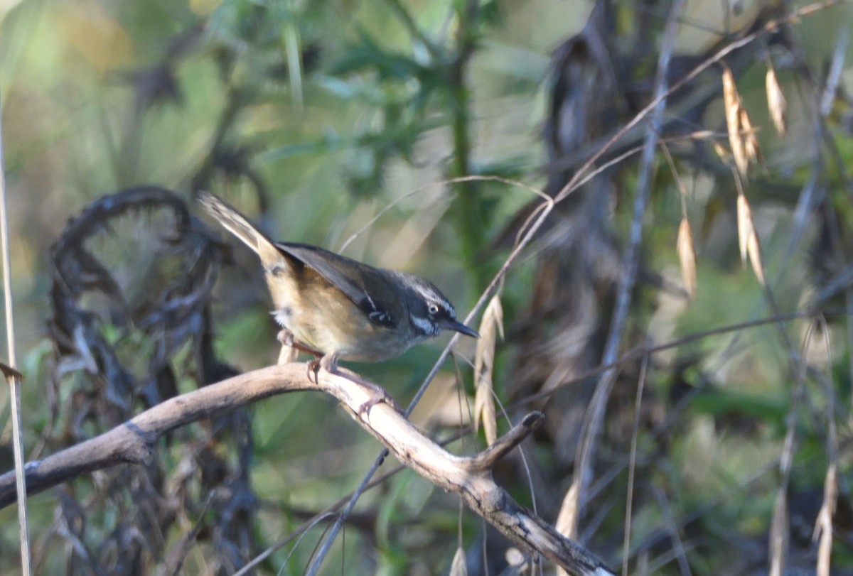 White-browed Scrubwren (White-browed) - ML627245138