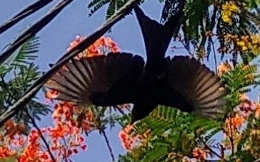 Хар доронго - ML627245336