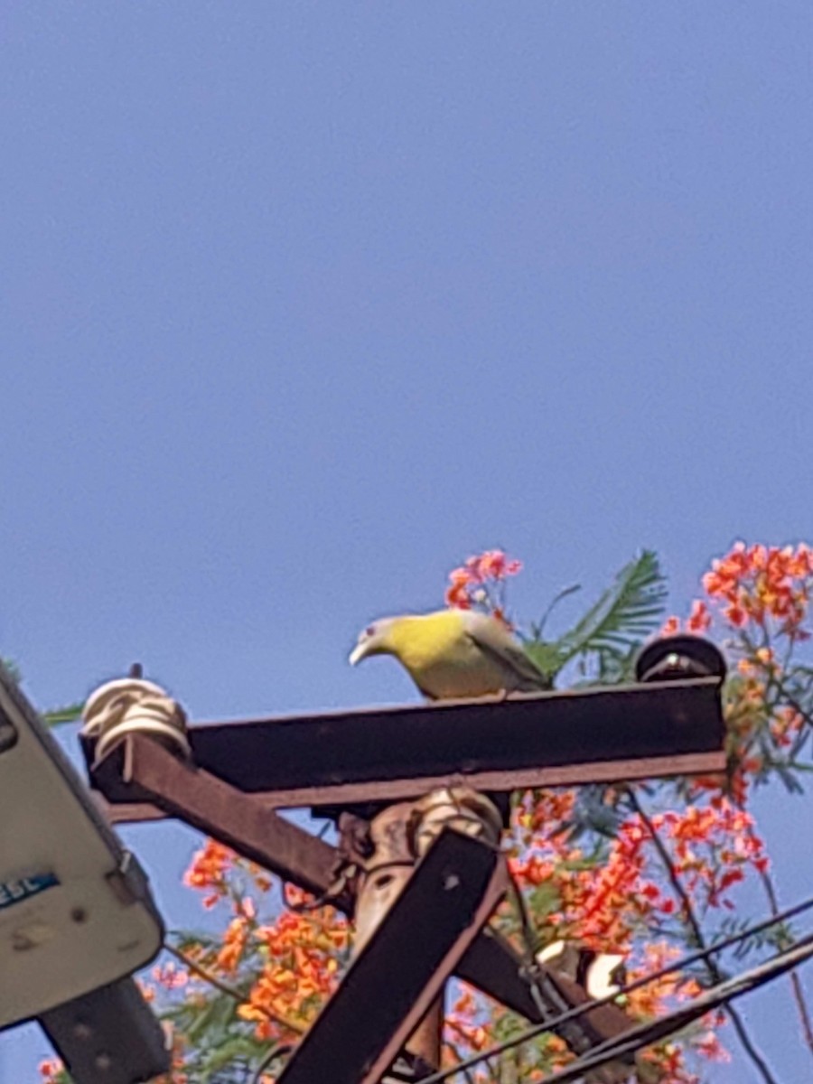 Yellow-footed Green-Pigeon - ML627245351