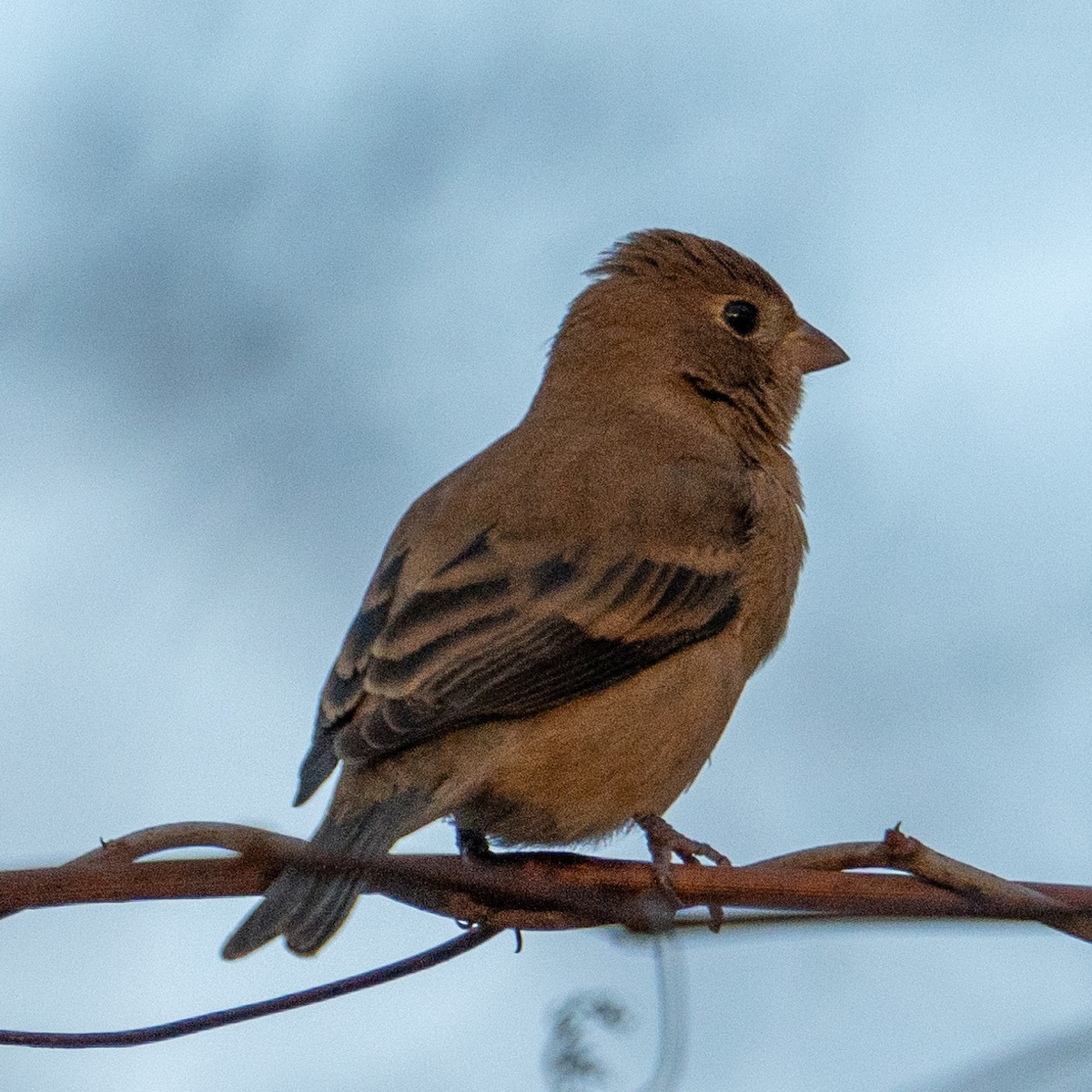 Lazuli Bunting - ML627245461