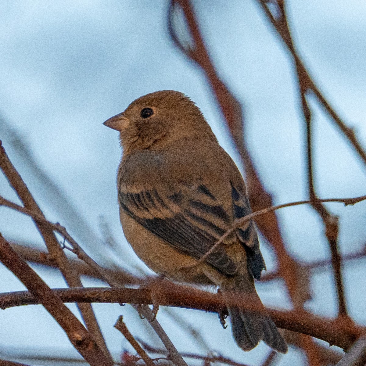 Lazuli Bunting - ML627245462