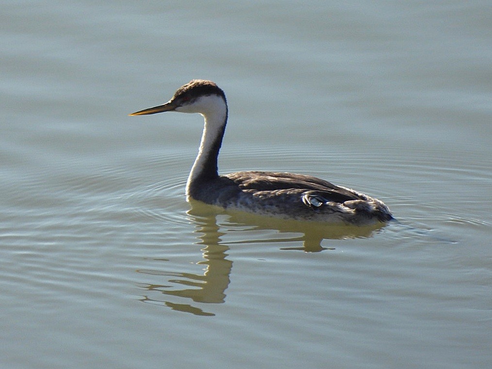Western Grebe - ML627245487