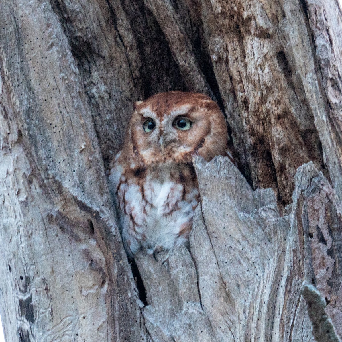 Eastern Screech-Owl - ML627245501