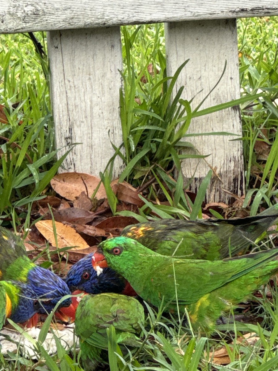 Scaly-breasted Lorikeet - ML627245546