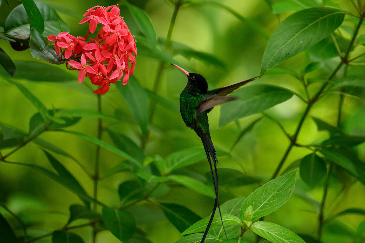 Red-billed Streamertail - ML627245583