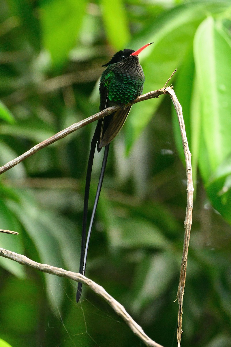 Red-billed Streamertail - ML627245585