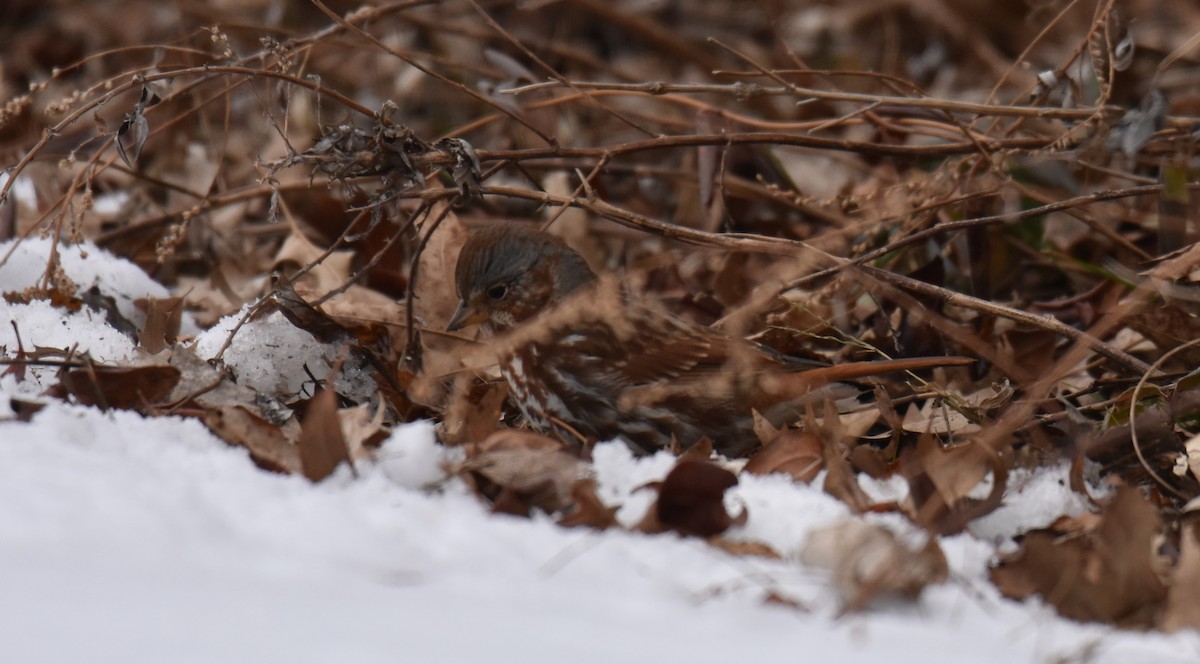 Fox Sparrow (Red) - ML627245612