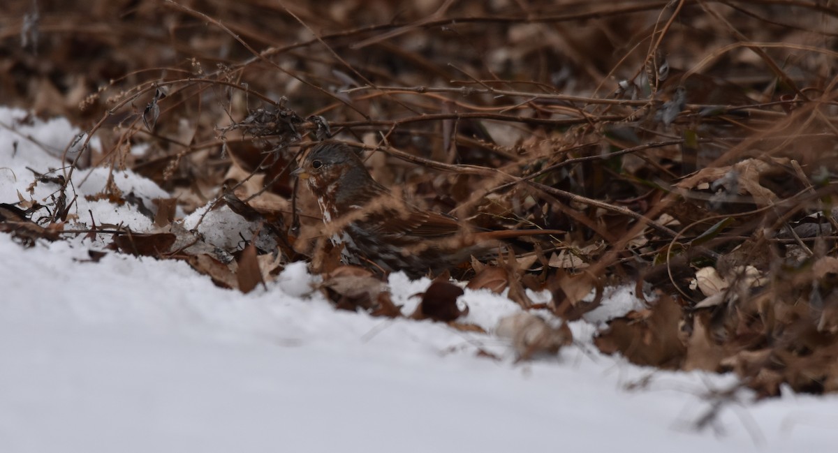 Fox Sparrow (Red) - ML627245616