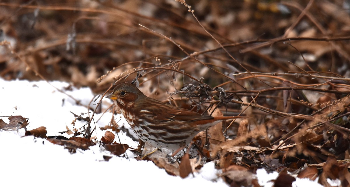 Fox Sparrow (Red) - ML627245647