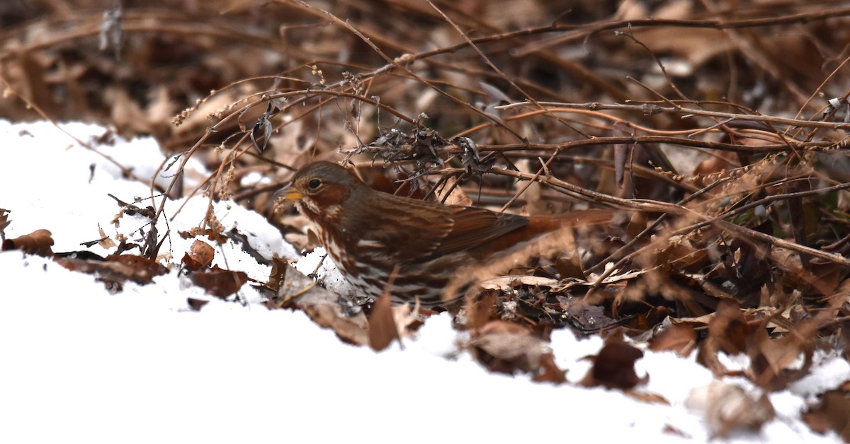 Fox Sparrow (Red) - ML627245674