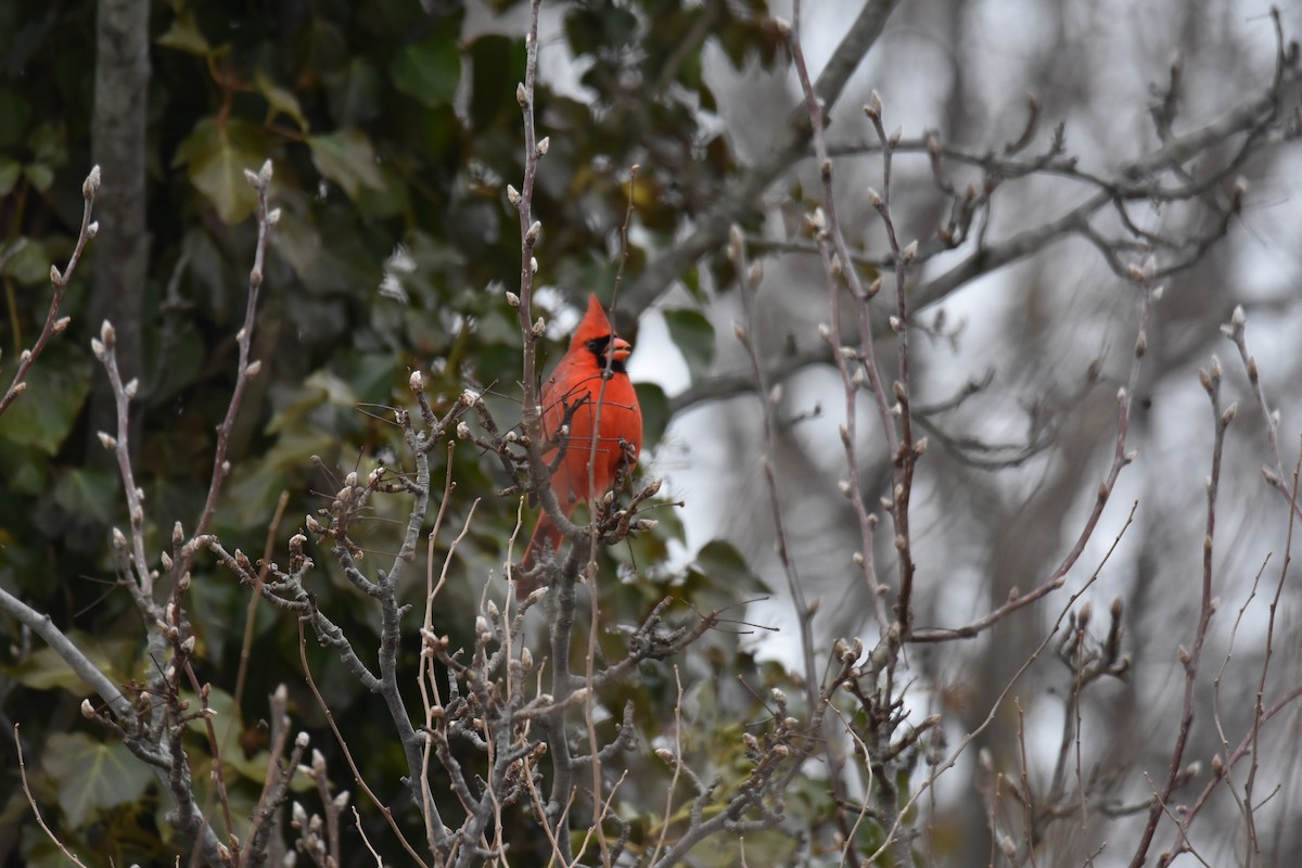 Northern Cardinal - ML627245684