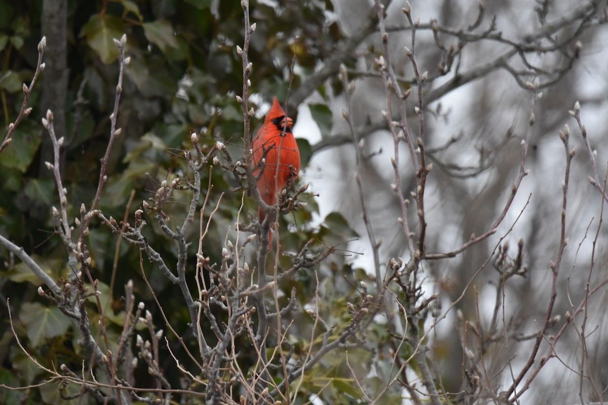 Northern Cardinal - ML627245685