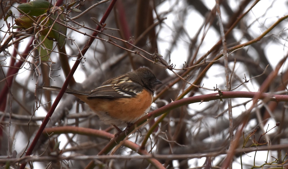 Spotted Towhee - ML627245701