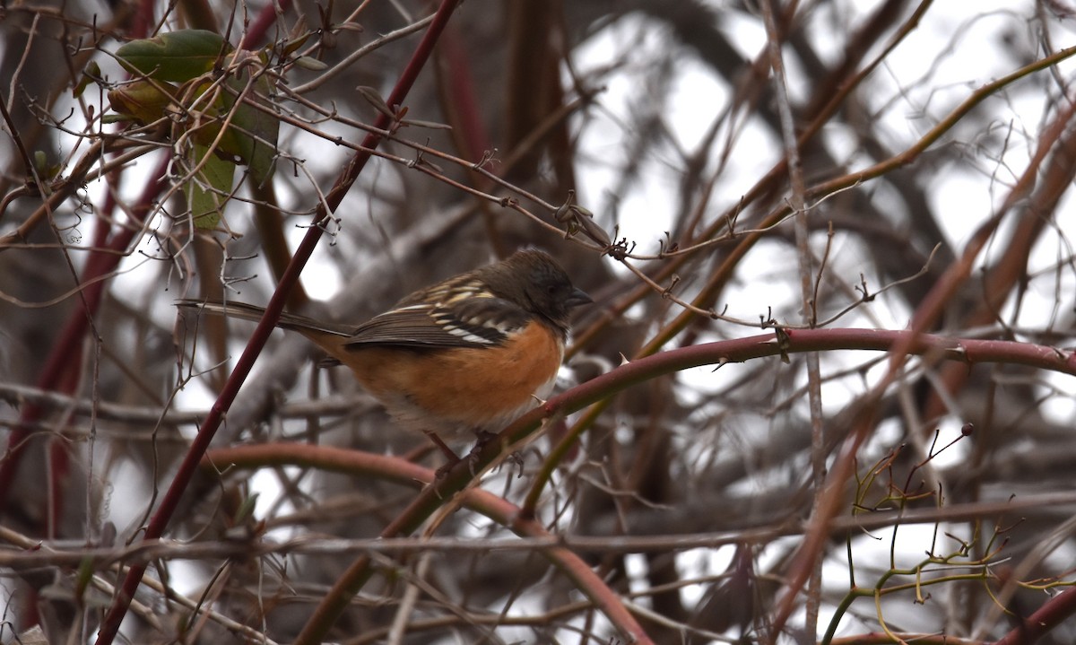 Spotted Towhee - ML627245717