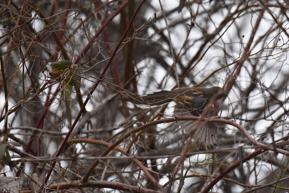 Spotted Towhee - ML627245720