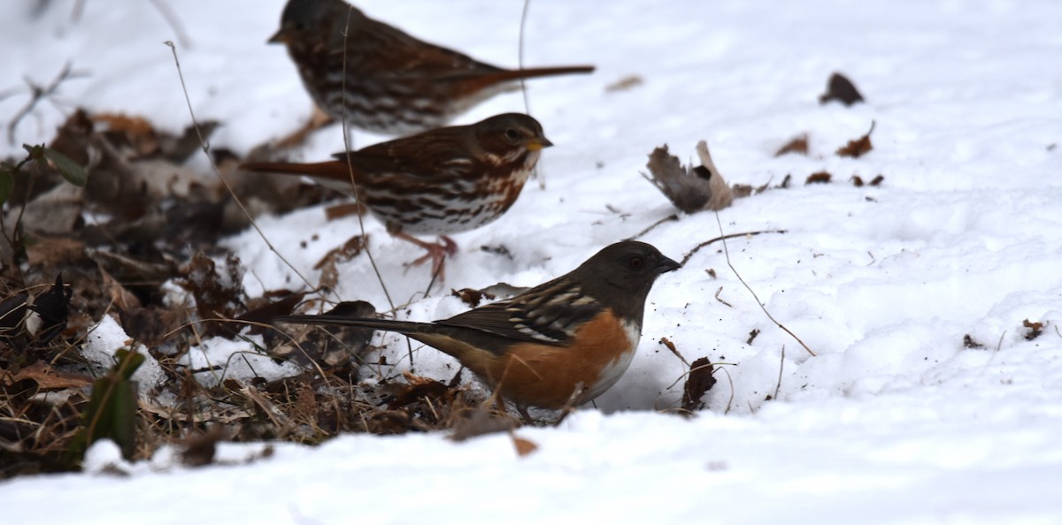 Spotted Towhee - ML627245727