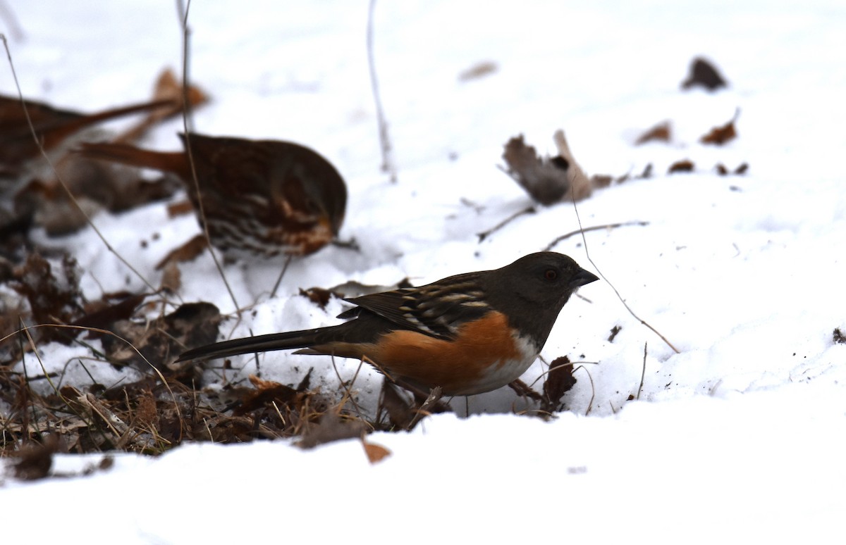 Spotted Towhee - ML627245738