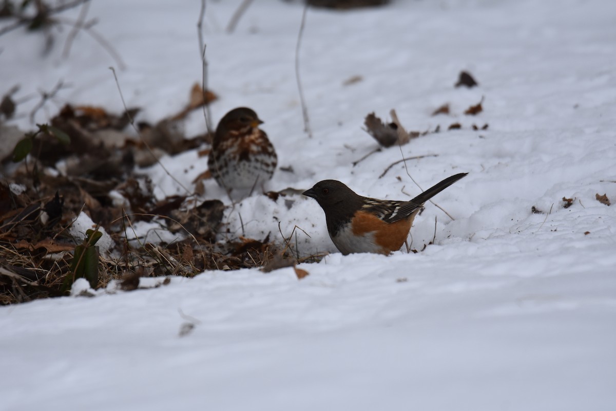 Spotted Towhee - ML627245744