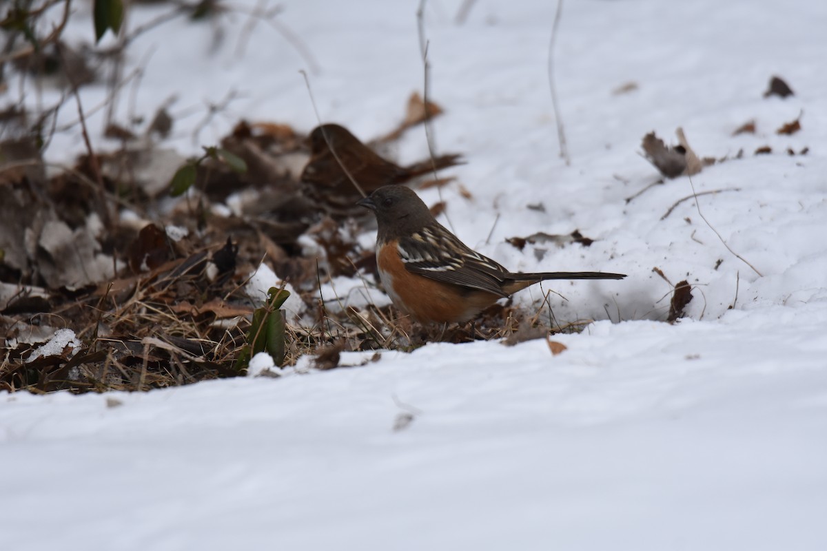 Spotted Towhee - ML627245745
