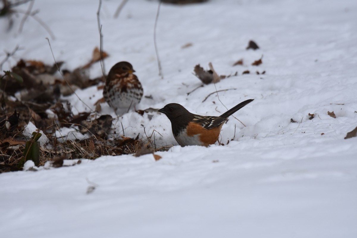 Spotted Towhee - ML627245746
