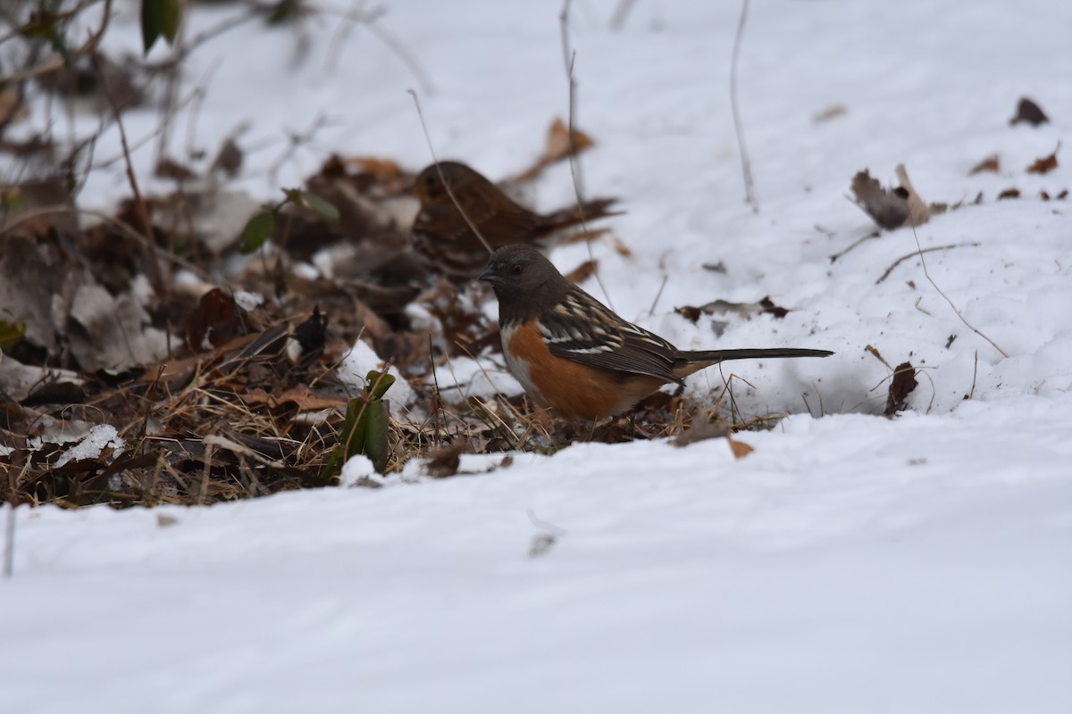Spotted Towhee - ML627245747