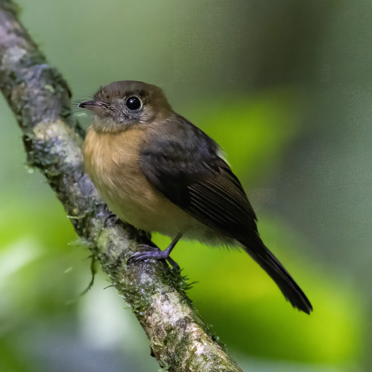 Sulphur-rumped Flycatcher - ML627245846