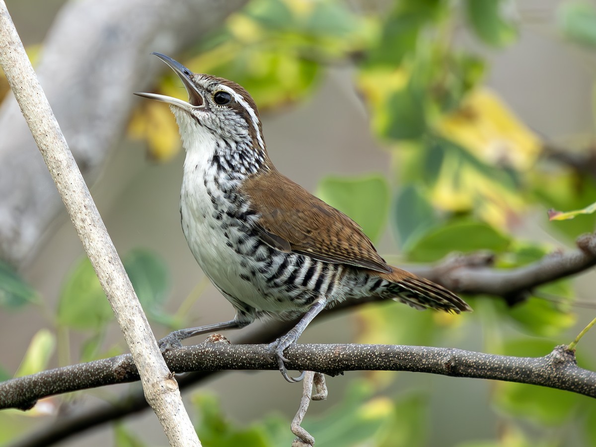 Banded Wren - Peter Kondrashov