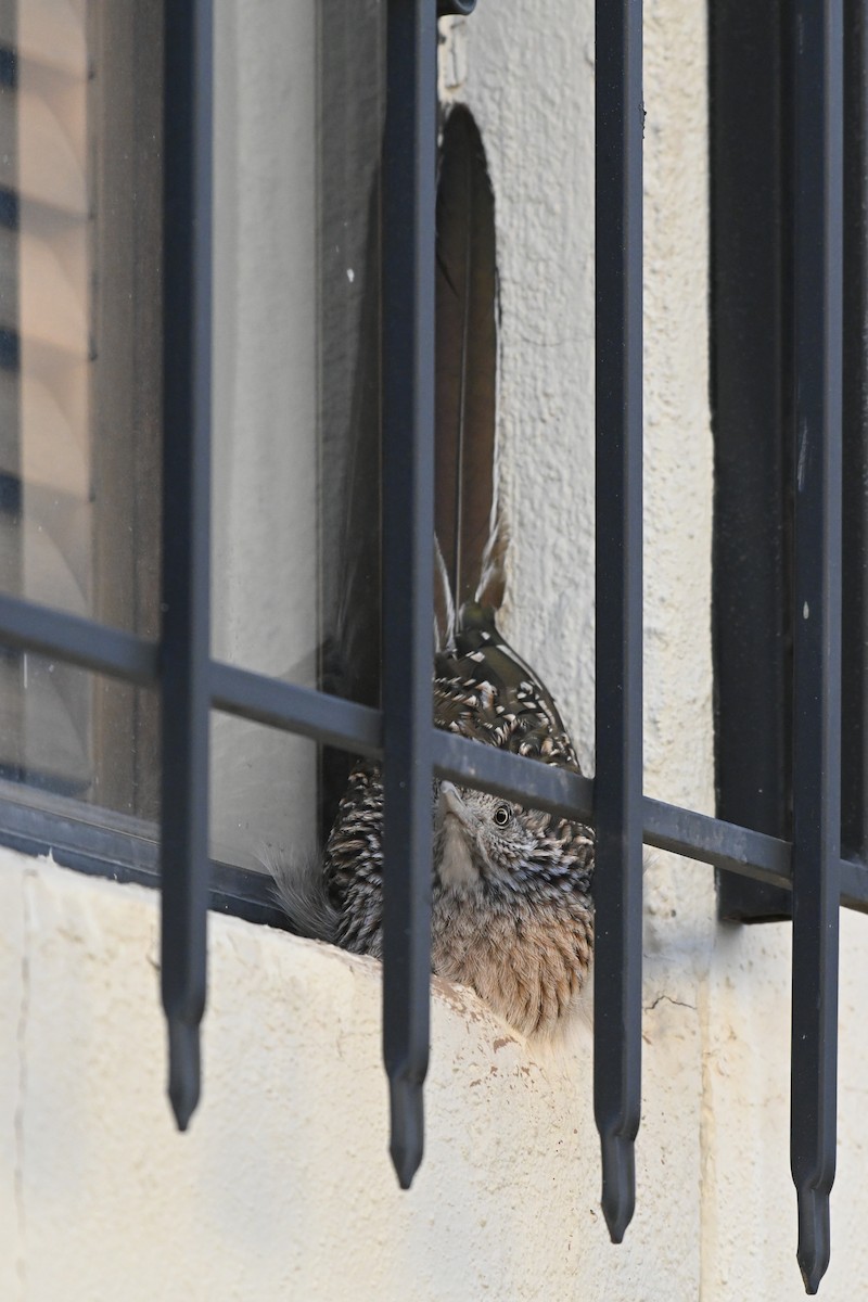 Greater Roadrunner - Ryan O'Donnell